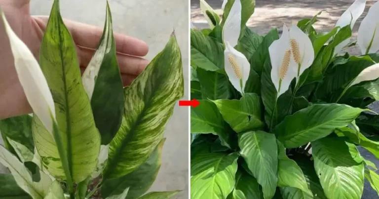 How to stimulate the growth of spathiphyllum: this way it will grow healthy and full of flowers