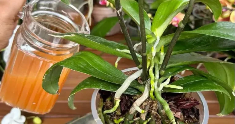 A cup every month and you will have a balcony and a garden full of flowers: I’ve never had it like this