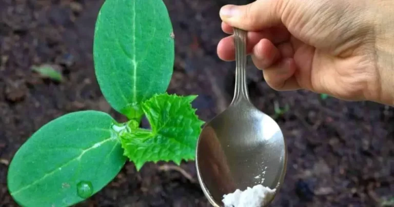 Just a tablespoon for every cucumber you have in your garden and you will harvest twice as much