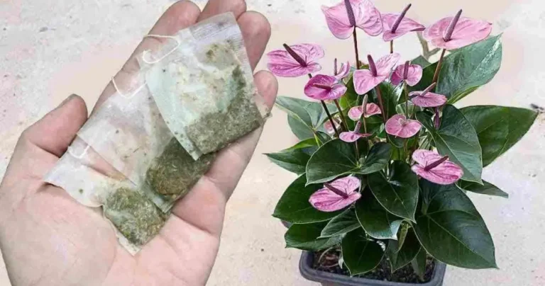 Anthurium, just one sachet a month will make many flowers explode