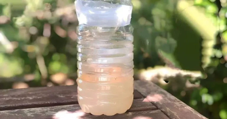 The infallible trap to get rid of flies in your home: you won’t see any around