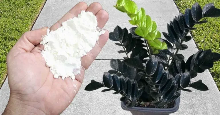 Repels pests better than tear gas: aphids and ants will disappear.