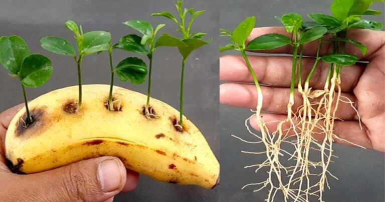 Pierce a banana and insert the lemon seeds, the result will amaze you: what happens