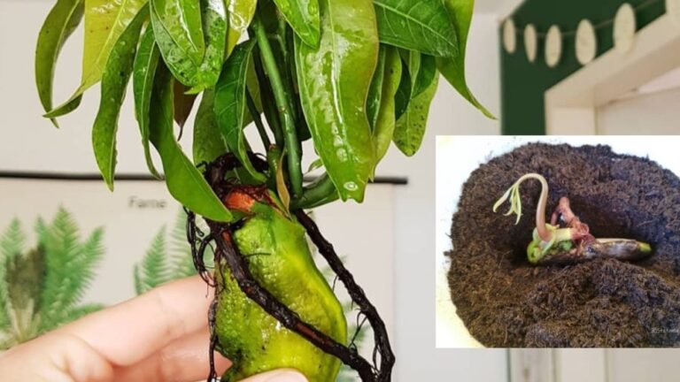 Growing Mango at home is very simple: discover the quick method with us!