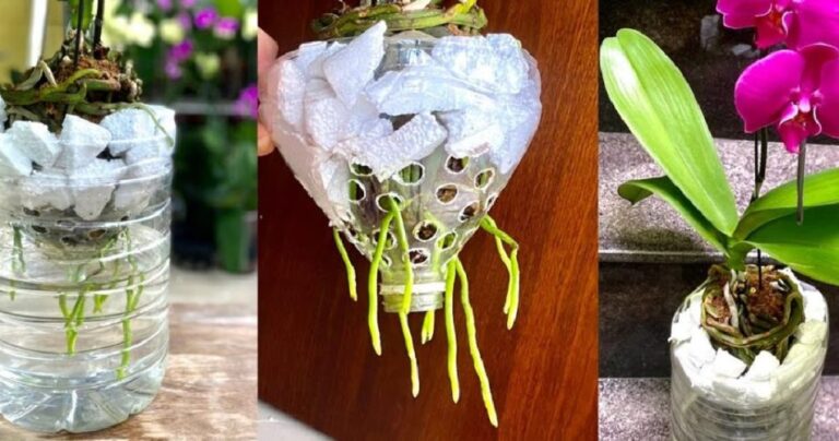 How to grow orchids | Discover the steam method | They take root quickly and bloom for a long time