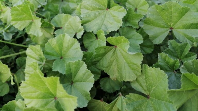 Health benefits of small-flowered mallow: the most important thing to know
