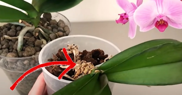 Orchid with dry roots? Don’t throw it away! Here’s how to save her!
