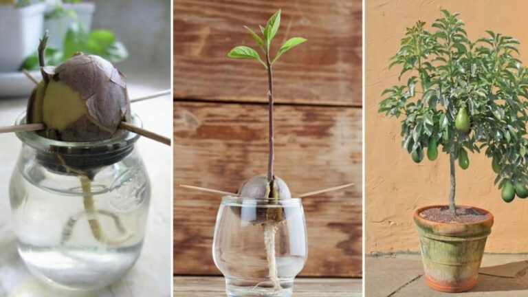 How to Grow Avocados at Home to Have an Endless Supply