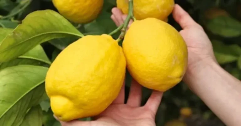 Lemons are always huge and juicy with the old farmer’s method: try it now