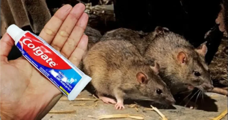 How to keep mice and rats away from the house? Just clean the floor with this product that everyone has