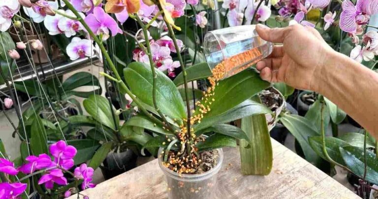 This ingredient is capable of making the orchid grow and bloom infinitely