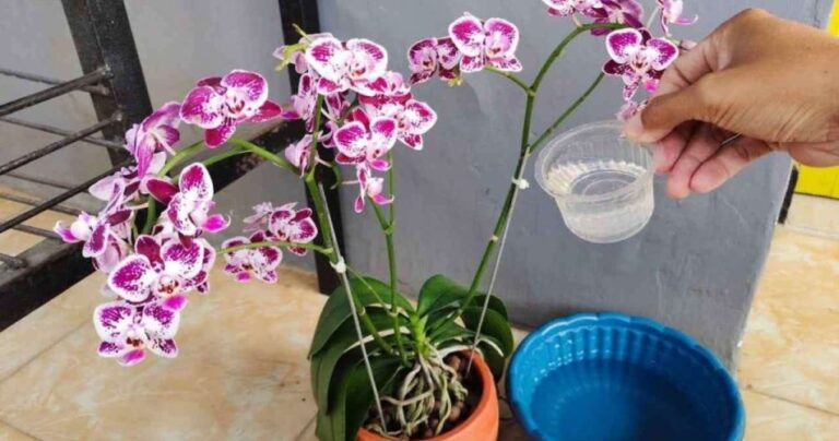 If you want a vigorous orchid with lots of bright leaves water it with this