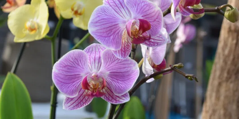 3 nurserymen’s tricks to take care of and water orchids in the summer and make them bloom again quickly without fertilizers