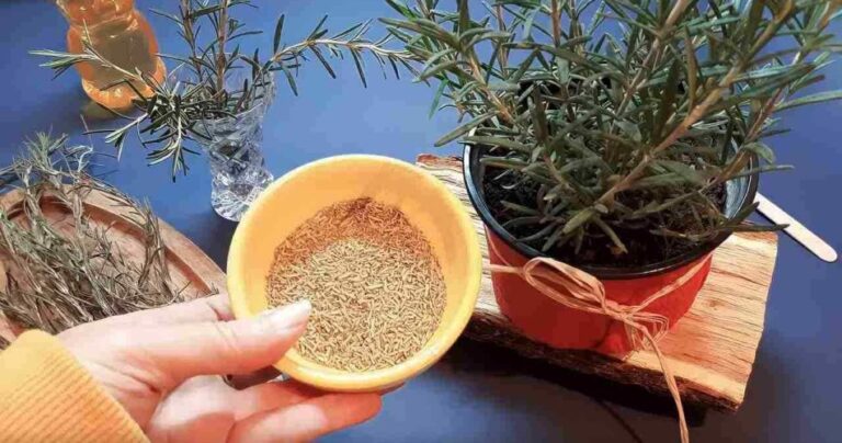 This beautiful plant heals everything from head to toe – you have it in the garden