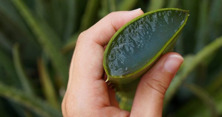 How to recover an aloe vera that is dying, only in this way will you be able to reinvigorate it
