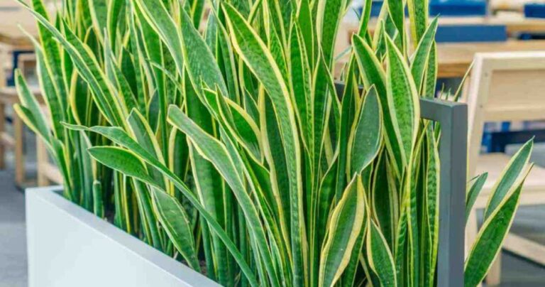 Blessed are those who have this plant at home: they are very lucky even without knowing it