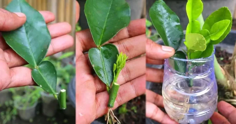 The foolproof method of propagating lemons from leaf cuttings in minutes