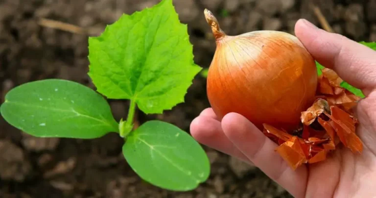 Don’t throw away onion skins anymore, they can solve one of the biggest problems of your plants