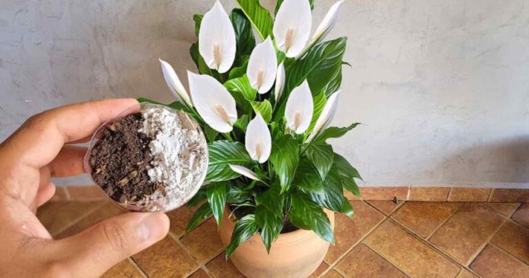 This remedy is worth its weight in gold for the peace lily, it will be healthy and prosperous for years