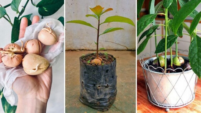 6 tips for growing avocado in a pot and making it bear fruit