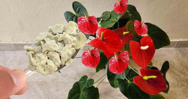 Anthurium, how to have an explosion of flowers – the neighborhood will want to know the secret