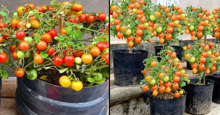 The Art and Science of Cultivating Bonsai Tomatoes at Home