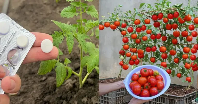 How to Grow Tomatoes Fast and Achieve Big Harvests at Home