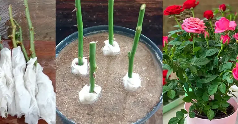 How to Propagate Roses from Cuttings Using Toilet Paper