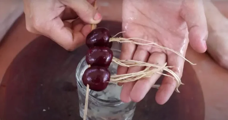 Cherry tree in 20 days with the split core trick: one seed is enough