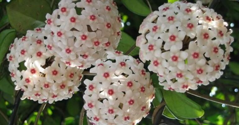 How to Bloom a Wax Flower (Hoya) to Have Hundreds of Flowers