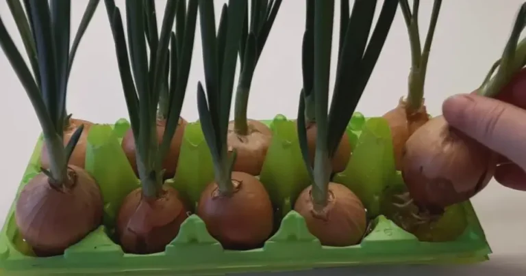 How to Grow an Endless Supply of Onions