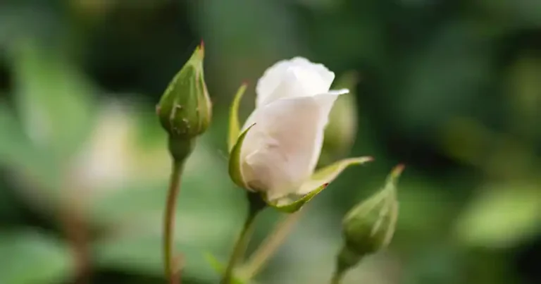 Most People Don’t Know How to Grow Roses from Buds