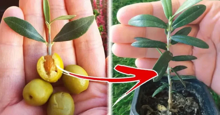 How to grow an olive tree from an olive pit, it has never been as easy as this