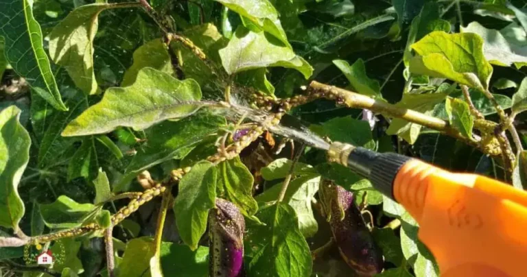 Eliminate whiteflies, aphids, and mealybugs: these 3 kitchen ingredients are enough