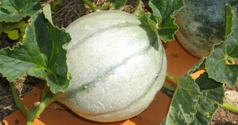 8 Essential Tips for Growing Cantaloupe