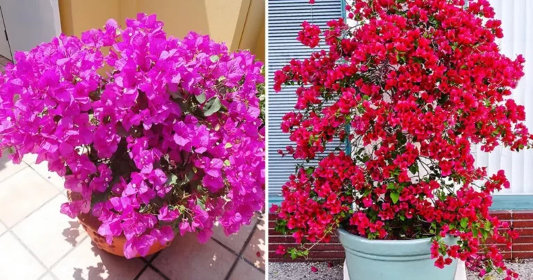 The Art of Growing Bougainvilleas: Essential Tips for a Lush Floral Display”