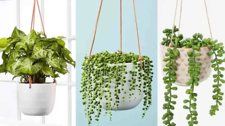 12 hanging houseplants to improve your home