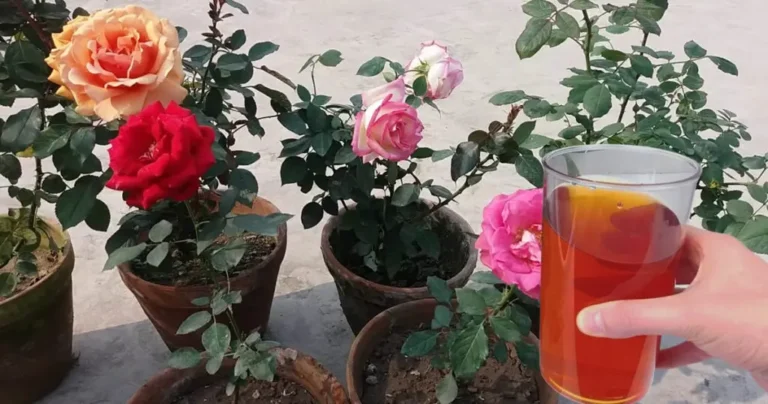 How to make plants bloom in a short time: 12 practical tips for a lush garden