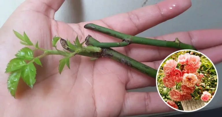 Complete Guide to Rose Propagation: Effective Techniques to Obtain Rare Variedades