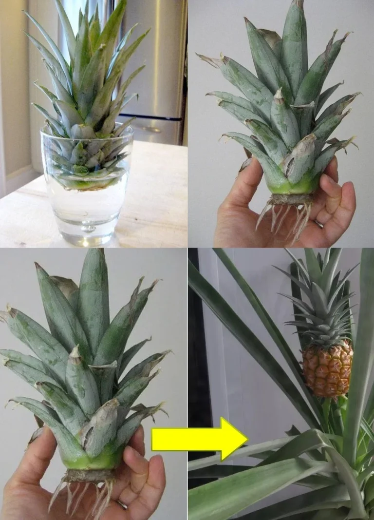 How do you grow a pineapple from the fruit? 