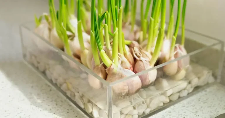 How to grow garlic in water for an inexhaustible supply