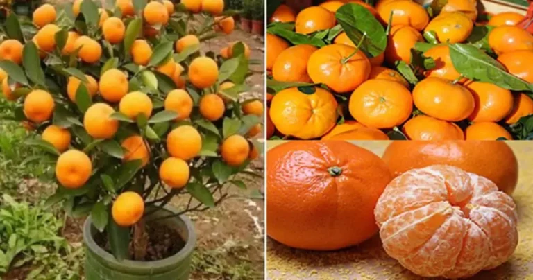 Don’t buy mandarins anymore: learn how to plant them to keep them at home indefinitely. 