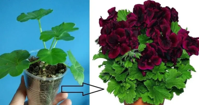 Excite your Balcony! Discover How to Propagate Geranium and Transform your Space into a Blooming Garden”