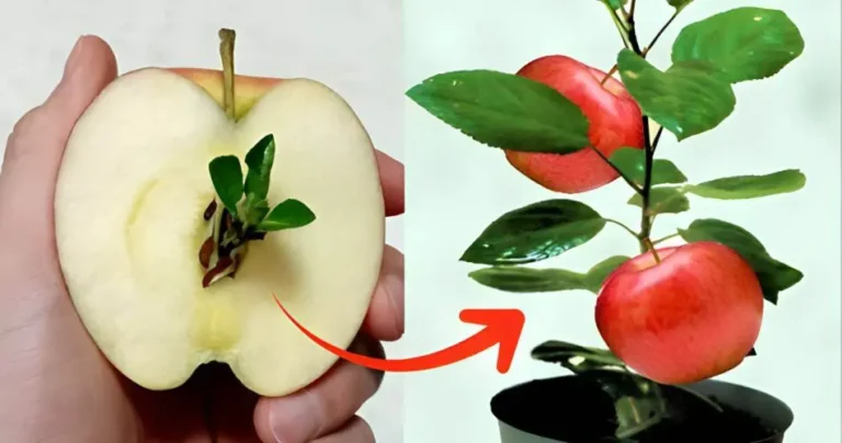 The magical process: how to grow your own apple tree from apple scraps”.