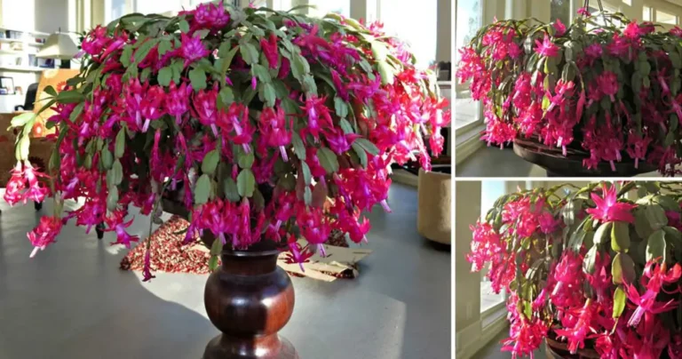 The Art of Growing and Caring for the Christmas Cactus: Secrets for Lush Blooming”