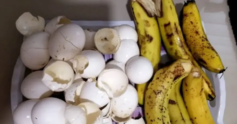 Powerful Natural Fertilizer for a Healthy Garden: Egg Shells and Banana”