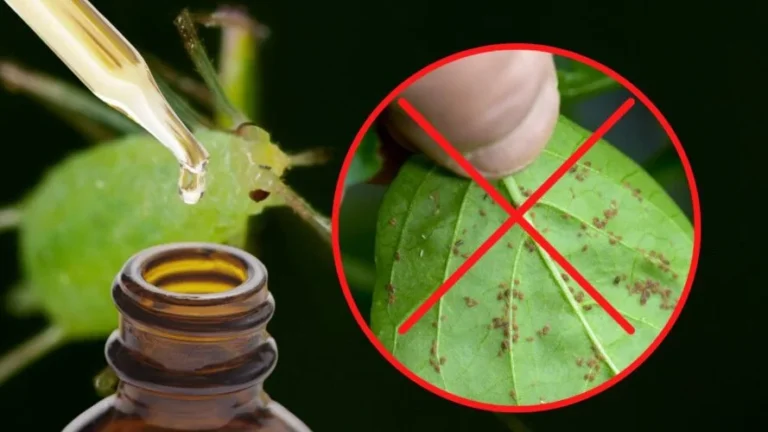 APHIDS ON PLANTS, 3 DROPS ARE ENOUGH TO ELIMINATE THEM: THIS IS THE WAY TO SOLVE THE PROBLEM