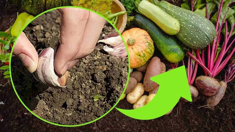 CLOVE OF GARLIC IN THE GARDEN, IF YOU DON’T DO IT YOU WILL LOSE THE ENTIRE HARVEST: RUN TO SAVE IT | HURRY