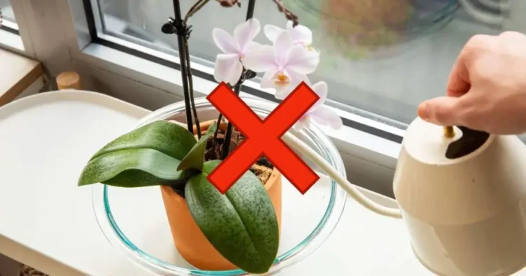Orchid, this mistake is dangerous: you run the risk of throwing it away after 7 days