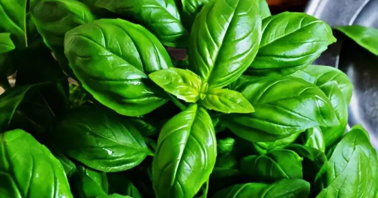 Basil, where to plant it so that it is strong, beautiful and leafy: the unexpected place